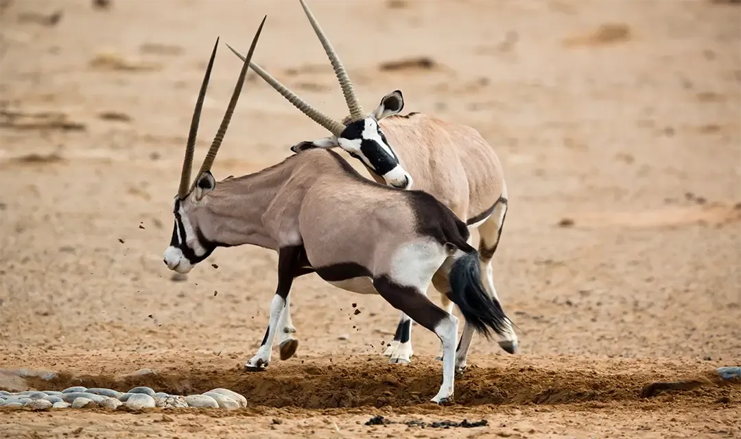 Why Visit Namibia?