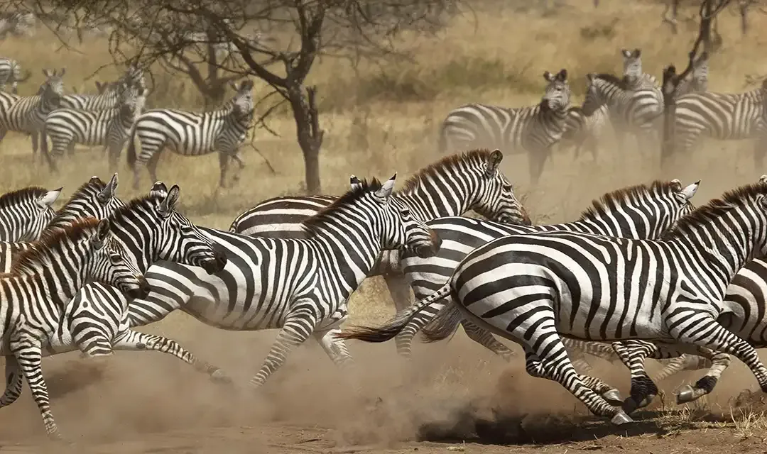 Rwanda Gorillas & Serengeti Safari