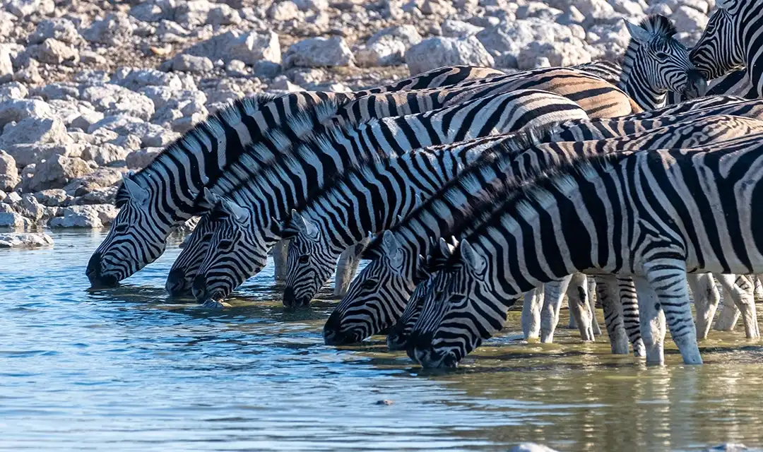 Best of Namibia