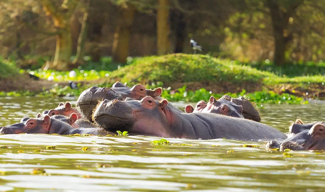 Kenya Highlights