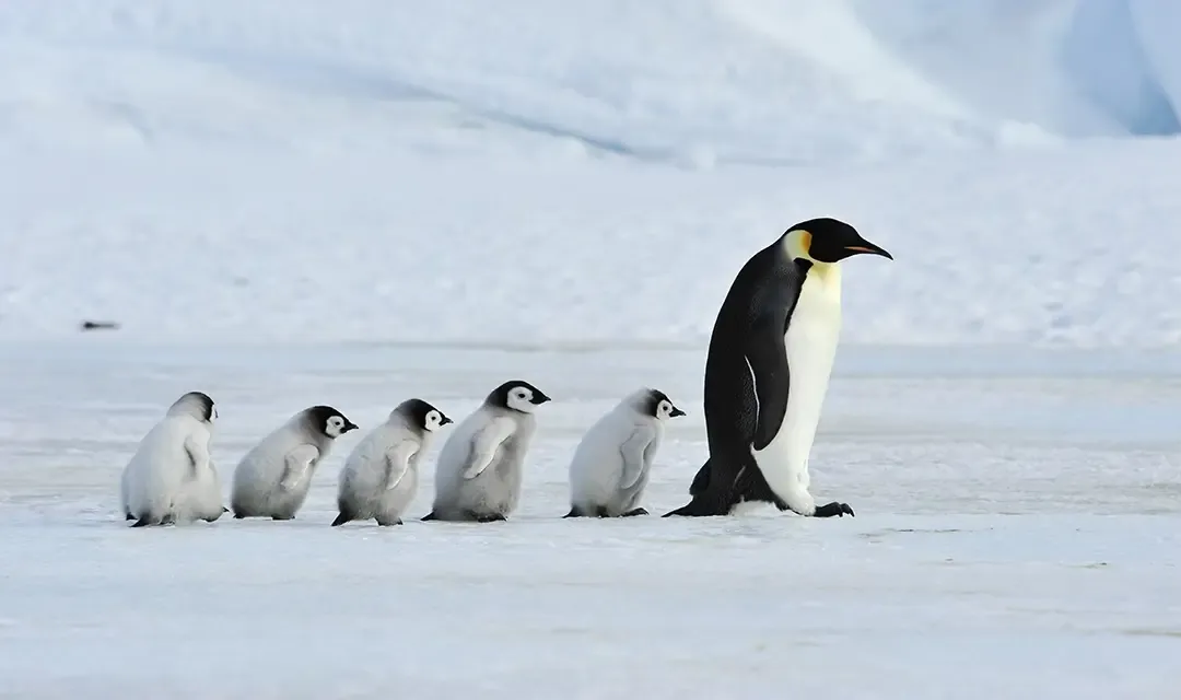 Why Visit Antarctica?