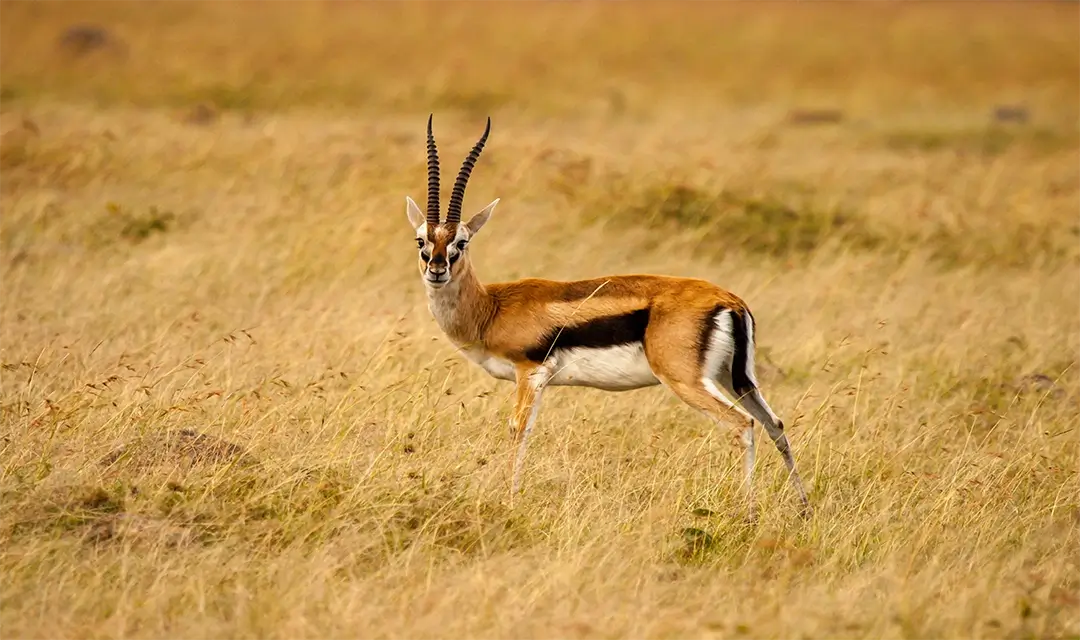 Big Five Safari & Zanzibar Escape