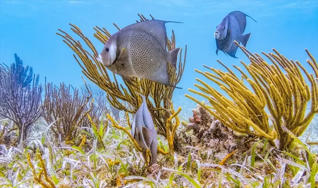 Why Visit Belize?