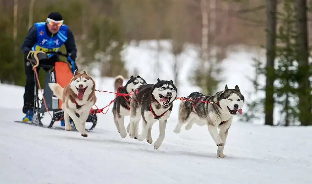 Why Visit The Arctic?